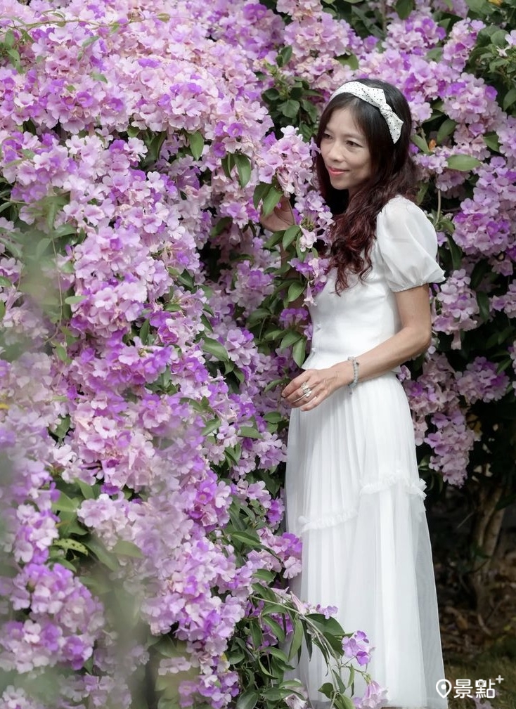 與花瀑近拍,效果也相當驚人,接近滿版花海的視覺效果。(圖/nelly.hong) 與花瀑近拍,效果也相當驚人,接近滿版花海的視覺效果。(圖/nelly.hong)