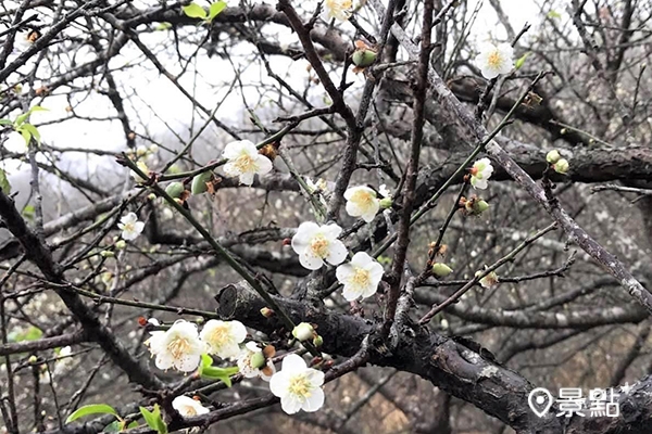 賴家古厝露營區可欣賞美麗梅花。 賴家古厝露營區可欣賞美麗梅花。