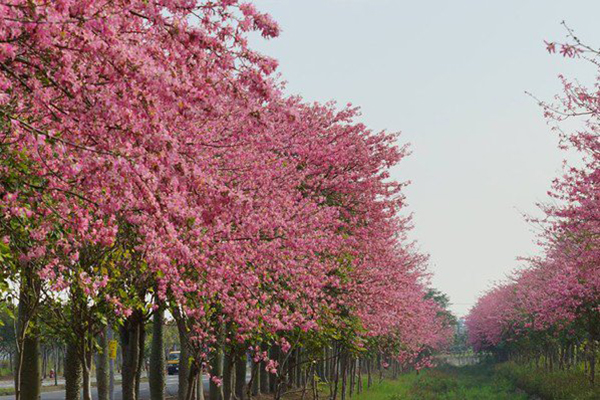 雲林虎尾建成路上種植了滿滿的美人樹,圖為往年花景盛況。 (圖/虎尾鎮公所,下同) 雲林虎尾建成路上種植了滿滿的美人樹,圖為往年花景盛況。 (圖/虎尾鎮公所,下同)