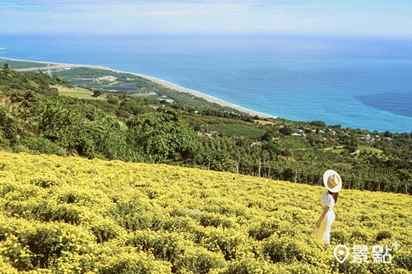 台東太麻里杭菊花海秘境,可以將華源海灣海景盡收眼底。(圖/tintinghi,以下同) 台東太麻里杭菊花海秘境,可以將華源海灣海景盡收眼底。(圖/tintinghi,以下同)