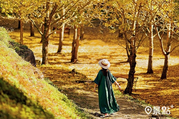 絕美金黃銀杏林耀眼斑斕，漫步在樹海中彷彿置身北國。（圖／taiwan.4fun）