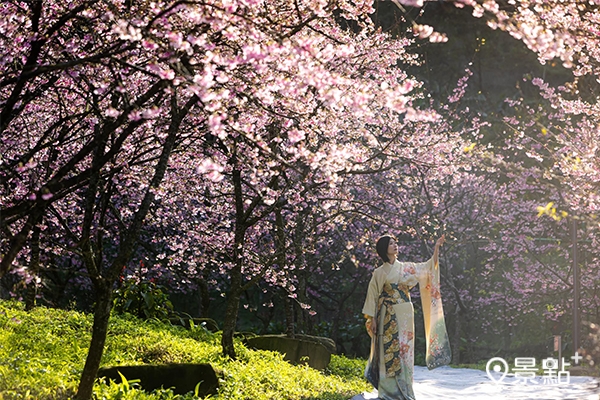 園區提供和服租借，讓旅客搭配櫻花林，拍出浪漫美照。（圖／三峽大熊櫻花林，以下同）