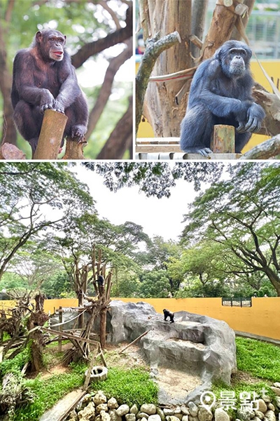 黑猩猩美珍(左上)與莉忠(右上)開心入厝新家，開放式看臺讓遊客可以和牠們「眼神對視」。