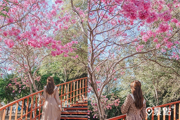 盛開的粉紅風鈴木搭配紅色欄杆，可以輕鬆拍到充滿浪漫氣息的美照。（圖／syl.vialife）