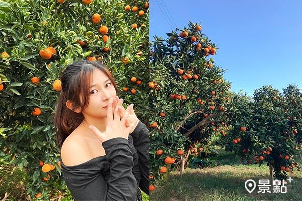 橘子樹上長滿金黃飽滿的果實，隨手一拍就能拍出甜美可愛的照片。（圖／桔滿緣休閒農場、joe_yu_traveling）