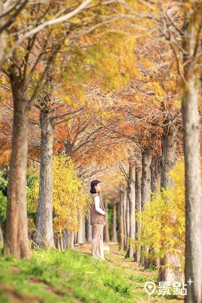 麗寶樂園落羽松秘境轉紅時的迷人美景。(圖/w.min1023) 麗寶樂園落羽松秘境轉紅時的迷人美景。(圖/w.min1023)