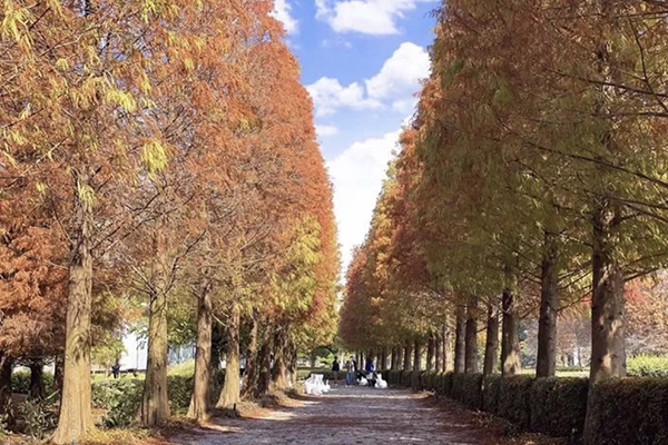 彰化永靖成美文化園落羽松美景。(圖／成美文化園)