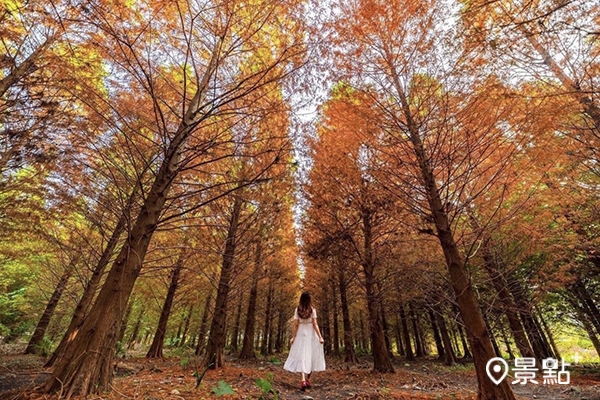 雲林林內的落羽松秘境開始染紅轉黃。(圖／molly888666)