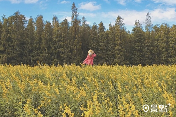 楊梅落羽松與太陽麻花田同框美景，充滿鄉村異國氛圍。(圖／3more_hi4)