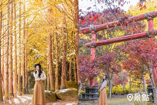 金黃水杉林與楓紅景緻,隨手一拍都是美照!(圖/a836024) 金黃水杉林與楓紅景緻,隨手一拍都是美照!(圖/a836024)