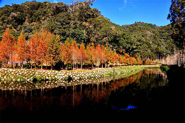 (圖/杉林溪森林生態渡假園區,以下同) (圖/杉林溪森林生態渡假園區,以下同)