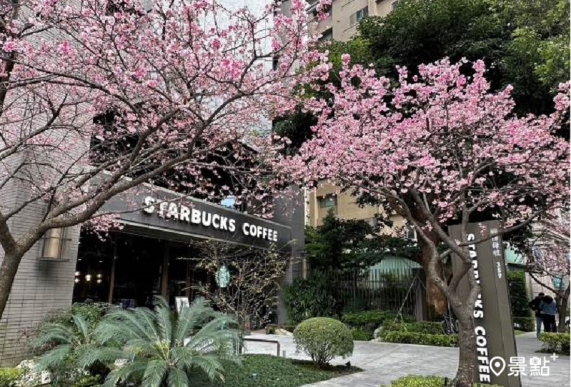 星巴克林口文化三門市每年春天都是賞櫻勝地，星巴克推薦4門市賞櫻也品味咖啡。(圖／星巴克，以下同）