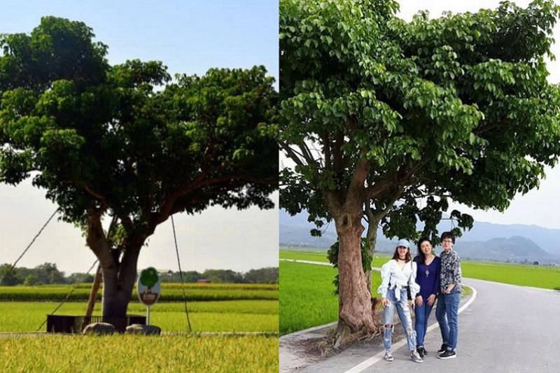 蔡依林樹（圖右）在海葵颱風侵襲後被連根拔起，金城武樹僅有一些樹枝斷落。(圖／台東縣政府、蔡依林）