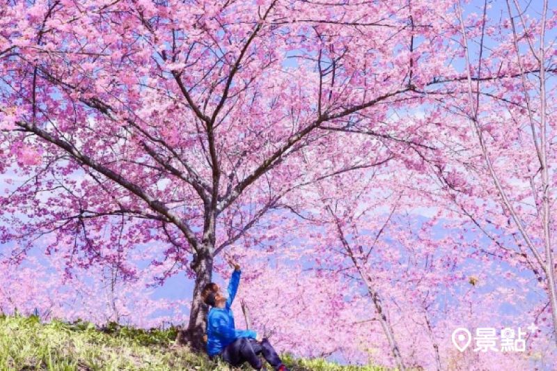 6000棵夢幻櫻花海秒飛日本！經典必賞千櫻園開園時間公布- MOOK玩什麼